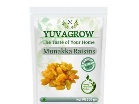 Yuvagrow Munakka Raisins Supply