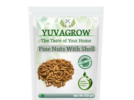 Yuvagrow Pine Nuts with Shells For Sale